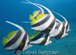 Longfin Bannerfish in formation, standing in the massive ... by Tobias Reitmayr 